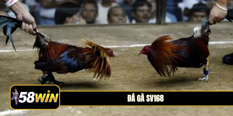 đá gà SV168
