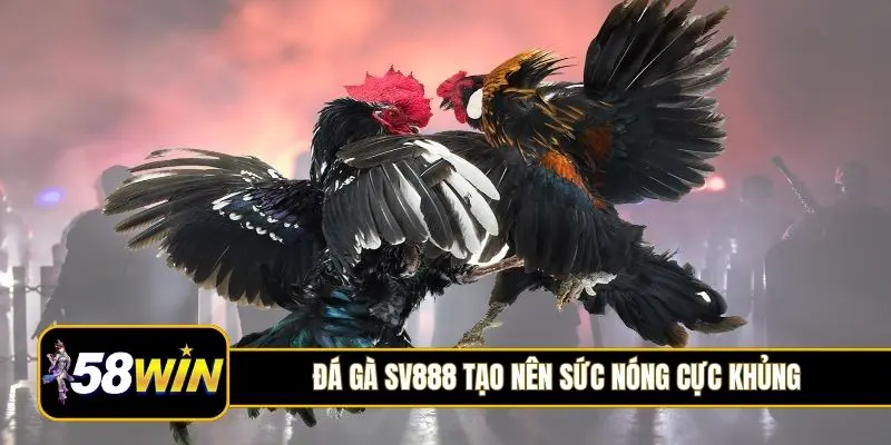 Đá gà SV888 tạo nên sức nóng cực khủng