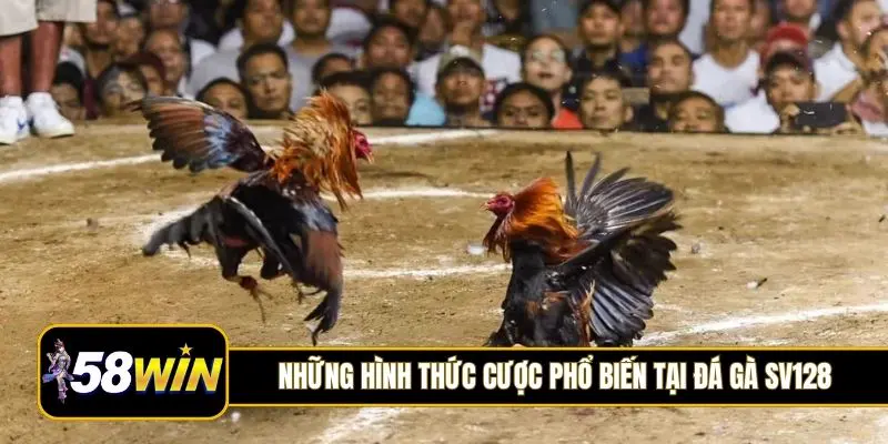 Những hình thức cược phổ biến tại đá gà SV128