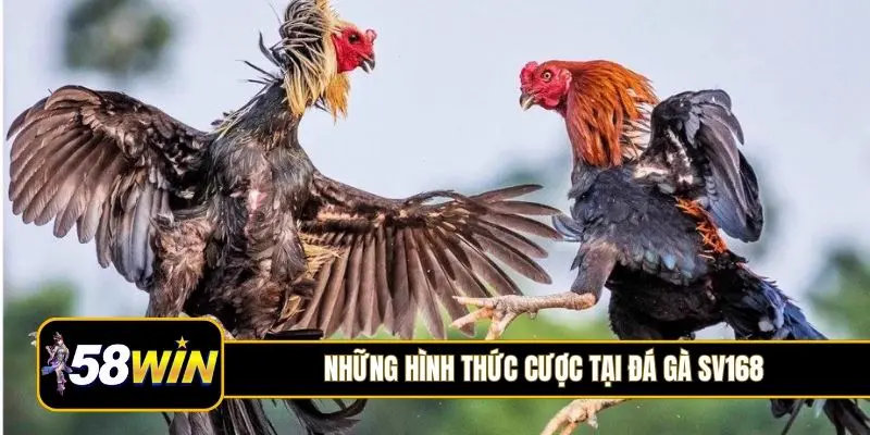 Những hình thức cược tại đá gà SV168