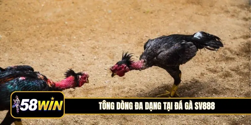 Tông dòng đa dạng tại đá gà SV888