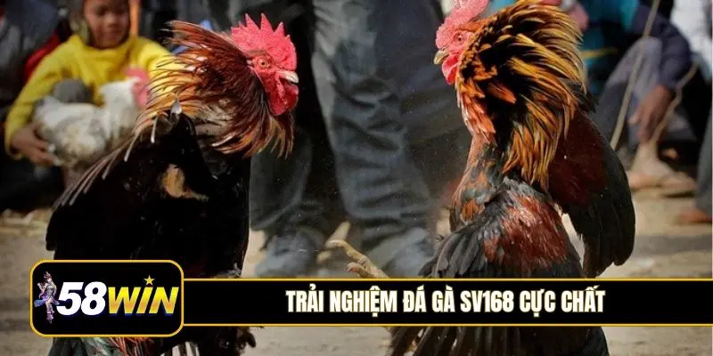 Trải nghiệm đá gà SV168 cực chất