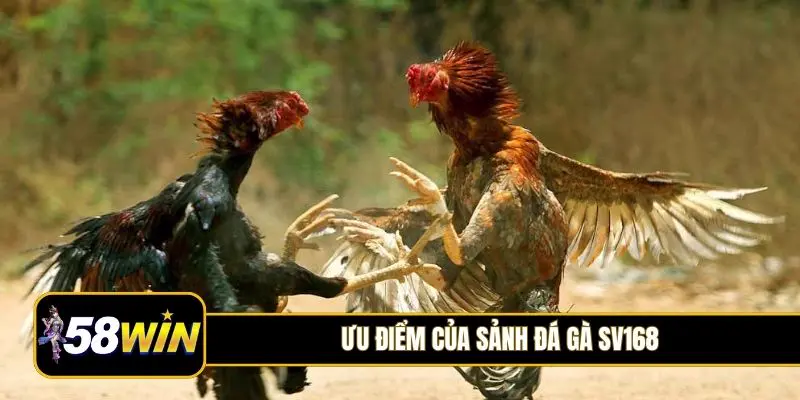 Ưu điểm của sảnh đá gà SV168